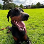 jimjay - @jimjay_dog_training - Instagram