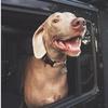 pawpawz - @jimkohlbrenner3 - TikTok