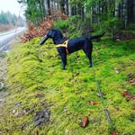 Jim Nilsson - @jim_jakt_labbe - Instagram