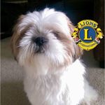 Jim Luce - @shihtzurescuesociety - Instagram