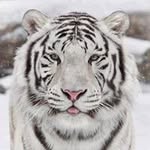 Jim Nick - @ordinary_human78 - Instagram