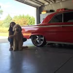Jim Ogle - @blueoscardog - Instagram