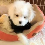 Jim Pham - @alien95826 - Instagram