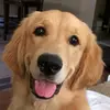 Jim phạm - @dogcutes - TikTok