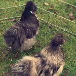 Jim and Pickle - @silkieschicken16 - Instagram