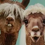Jim Rupprecht - @jimrupprecht - Instagram