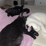 Jim Beam,Salem &Yoda - @jimmy_salem_yoda - Instagram
