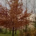 Jim Sheets - @woodsman51042 - Instagram