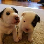 Jim Shirk - @jimshirk241 - Instagram