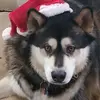 Jim Snow - @user2977331995073 - TikTok