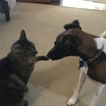 4_Furry_Friends - @foxielucyandtabbyjim - Instagram
