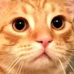 Jimbo - @gingertabbyjimbo - Instagram