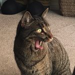 Skinny Jim - @jimthetabby - Instagram