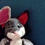 jim tim - @jim_tim_weird_cat - Instagram
