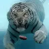 Jim Waite - @jim.waite - TikTok