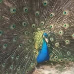 Jim Wall - @peacock_pastures_homestead - Instagram