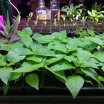 Jim Weidman - @plantman58 - Instagram