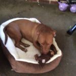 @jimbo_the_weiner_pitbull_dog - Instagram
