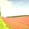 Jiuyue - @jimyipaphx9 - TikTok