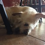Jimi Hendricks - @jimi_the_schnauzer - Instagram