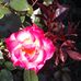 Jimmie Abbott - Facebook