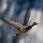 Jimmy Abbott - @mostlybirdlife - Instagram