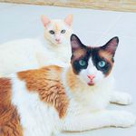 Jimmy & Apple - @2_gatos_e_sua_humana - Instagram
