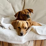 Jimmy & Bobo - @jimmyandbobo - Instagram