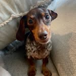 Jimmy “Bobo” - @bobo_the_sausage_dog - Instagram