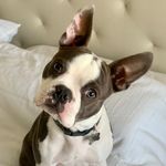 Jimmy | Boston Terrier - @its_jimmy_the_boston - Instagram