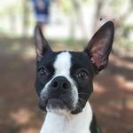 Jimmy Artois - @jimmy_bostonterrier - Instagram