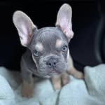 @jimmy_brayan_mice - Instagram