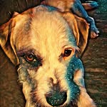 Jimmy Hendrix Broughton - @jimmy_the_doggo - Instagram