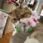 @jimmy_buffcatt - Instagram