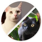 Casper & Jimmy - @casper.and.jimmy - Instagram