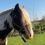 Jimmy & Casper - @jimmyandcasper - Instagram