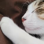 Jimmy - @_jimmycatt - Instagram