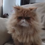 @jimmy_catt02 - Instagram