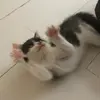jimmy_catt - @jimmy_catt - TikTok