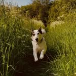Steffi/Jimmy🤠 - @jimmy_the_cattle - Instagram