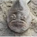 Jimmy Chamberlain - @towbyallaround - Instagram