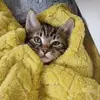 Jimmy-Chase - @jimmychasethecat - TikTok