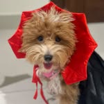 Hazel 🐾 - @jimmy_cheew - Instagram