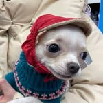Jimmy chee - @jimmy_chihua - Instagram