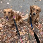 Ginger & Jimmy (+ Chester 🌈) - @goldenrescuestory - Instagram