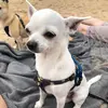 Jimmy Chew chihuahua - @jimmy_chew_chi - TikTok