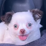 Jimmy o Chihuahua - @jimmy.chihuahua_ - Instagram