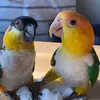 Jimmy & Coco - @jimmychoo_cocochanel - TikTok
