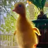 Jimmy Choo-The Duck - @jimmychoo_theduck - TikTok