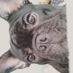 Jimmy Cliff frenchie - @jimmycliff_bf - Instagram